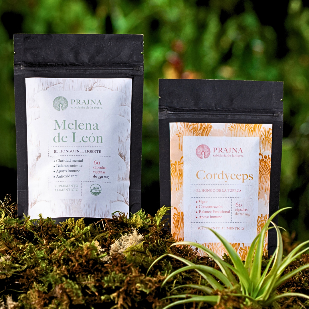 Kit cordyceps + Melena de Leon