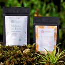 Kit cordyceps + Melena de Leon