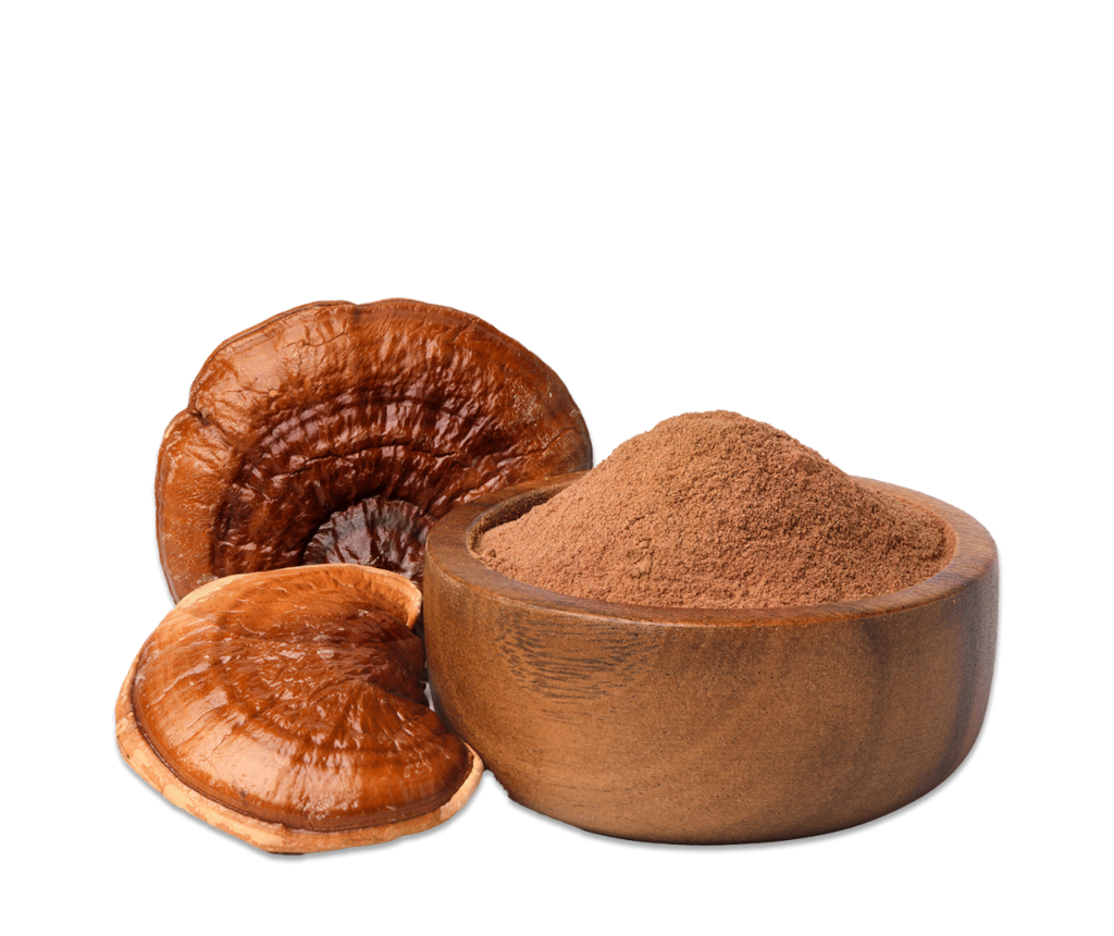 img-04-seccion-hongos-medicinales-prajna-1024x660C.png